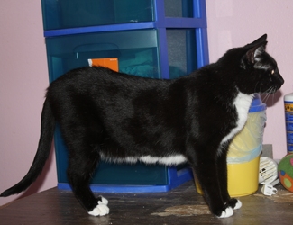 [picture of Cairo FKA Libby, a Domestic Short Hair black/white cat]