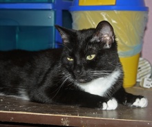 [picture of Cairo FKA Libby, a Domestic Short Hair black/white cat]