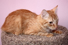 [another picture of Cheetoh, a Domestic Short Hair orange tabby\ cat] 