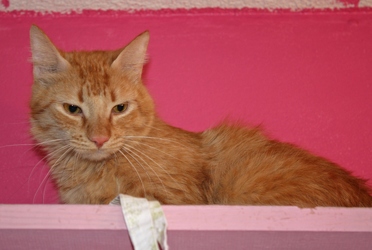 [picture of Cheetoh, a Domestic Short Hair orange tabby cat]