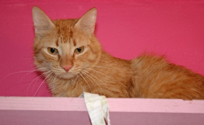 [picture of Cheetoh, a Domestic Short Hair orange tabby cat]