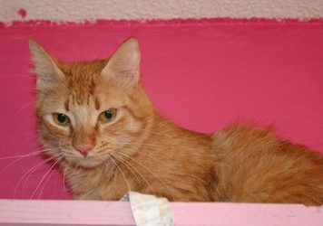 [picture of Cheetoh, a Domestic Short Hair orange tabby cat]