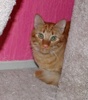 [picture of Cheetoh, a Domestic Short Hair orange tabby cat]