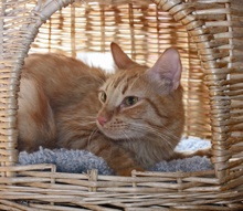 [another picture of Roderick, a Domestic Short Hair orange tabby\ cat] 