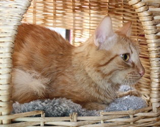 [picture of Roderick, a Domestic Short Hair orange tabby cat]