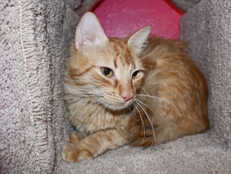 [picture of Roderick, a Domestic Short Hair orange tabby cat]