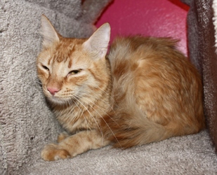 [picture of Roderick, a Domestic Short Hair orange tabby cat]