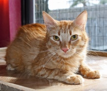 [picture of Roderick, a Domestic Short Hair orange tabby\ cat] 