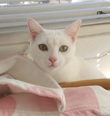 [another picture of Snowy, a Domestic Short Hair white\ cat] 