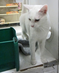 [picture of Snowy, a Domestic Short Hair white cat]