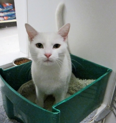 [picture of Snowy, a Domestic Short Hair white cat]