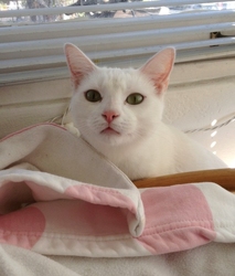 [picture of Snowy, a Domestic Short Hair white cat]