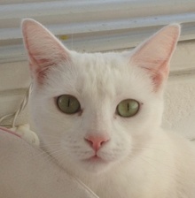 [picture of Snowy, a Domestic Short Hair white\ cat] 