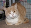 A picture of #NS04161: Toussaint a Domestic Short Hair buff classic tabby/white