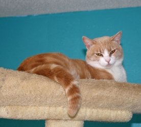 [picture of Toussaint, a Domestic Short Hair buff classic tabby/white cat]