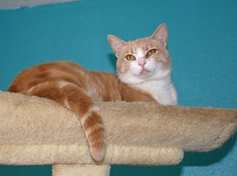 [picture of Toussaint, a Domestic Short Hair buff classic tabby/white cat]