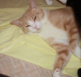 [picture of Toussaint, a Domestic Short Hair buff classic tabby/white cat]