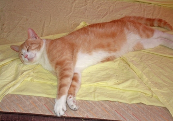 [picture of Toussaint, a Domestic Short Hair buff classic tabby/white cat]