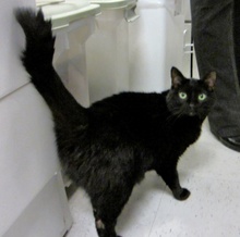 [another picture of Jynx, a Domestic Short Hair black\ cat] 