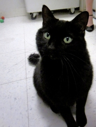 [picture of Jynx, a Domestic Short Hair black cat]