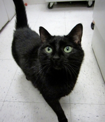 [picture of Jynx, a Domestic Short Hair black cat]