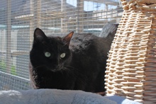 [picture of Jynx, a Domestic Short Hair black cat]