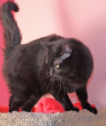 [picture of Jynx, a Domestic Short Hair black cat]