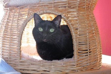 [picture of Jynx, a Domestic Short Hair black cat]