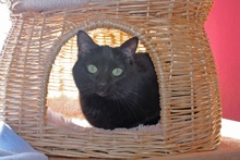 [picture of Jynx, a Domestic Short Hair black\ cat] 