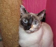 [another picture of Christina, a Siamese/Domestic Short Hair-x tortipoint\ cat] 