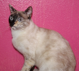 [picture of Christina, a Siamese/Domestic Short Hair-x tortipoint cat]