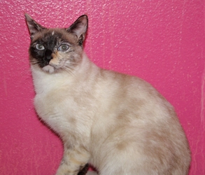 [picture of Christina, a Siamese/Domestic Short Hair-x tortipoint cat]