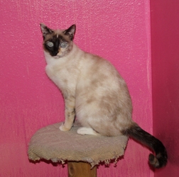 [picture of Christina, a Siamese/Domestic Short Hair-x tortipoint cat]