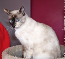 [picture of Christina, a Siamese/Domestic Short Hair-x tortipoint\ cat] 