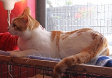 [another picture of Bronson, a Domestic Short Hair white/orange tabby\ cat] 