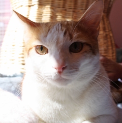 [picture of Bronson, a Domestic Short Hair white/orange tabby cat]