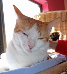 [picture of Bronson, a Domestic Short Hair white/orange tabby\ cat] 