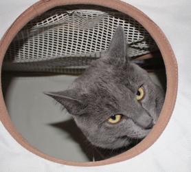 [picture of Tyler, a Russian Blue/Domestic Short Hair-x gray cat]