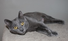 [another picture of Liv, a Russian Blue/Domestic Short Hair-x gray\ cat] 