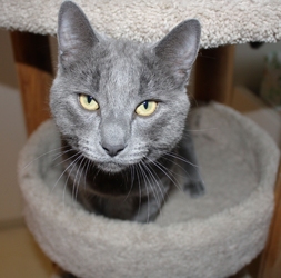[picture of Liv, a Russian Blue/Domestic Short Hair-x gray cat]