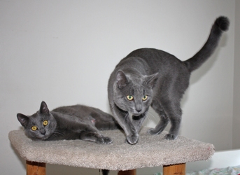 [picture of Liv, a Russian Blue/Domestic Short Hair-x gray cat]