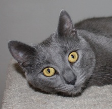 [picture of Liv, a Russian Blue/Domestic Short Hair-x gray\ cat] 