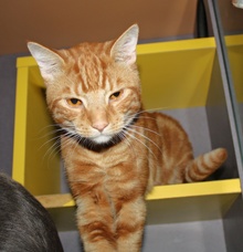 [another picture of Marley, a Domestic Short Hair classic orange tabby\ cat] 