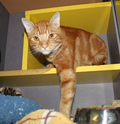 [picture of Marley, a Domestic Short Hair classic orange tabby cat]