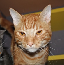 [picture of Marley, a Domestic Short Hair classic orange tabby\ cat] 