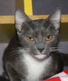 [another picture of Jada, a Domestic Short Hair gray/white\ cat] 