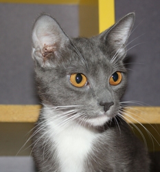 [picture of Jada, a Domestic Short Hair gray/white cat]