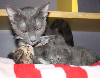 [picture of Jada, a Domestic Short Hair gray/white cat]