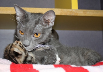 [picture of Jada, a Domestic Short Hair gray/white cat]