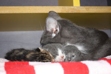 [picture of Jada, a Domestic Short Hair gray/white cat]